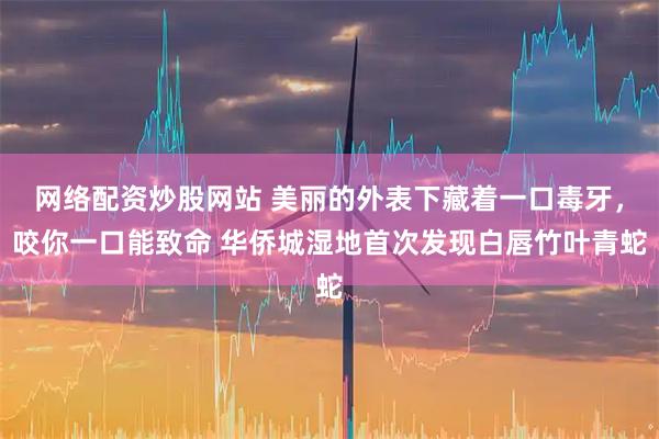 网络配资炒股网站 美丽的外表下藏着一口毒牙,咬你一口能致命 华侨城湿地首次发现白唇竹叶青蛇